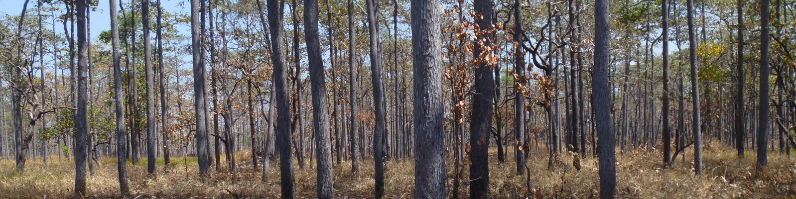 Red-headed vulture nesting habitat in Cambodian dry tropical forest